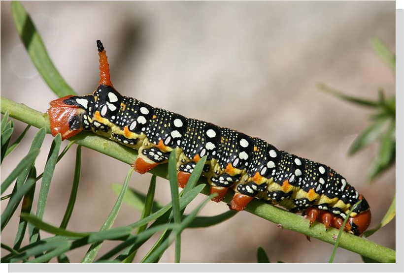 	Spurge Hawk-Moth Caterpillar Photo by Daniel Schwen.